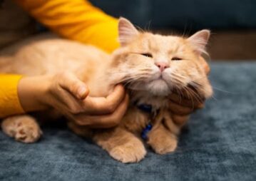 gato laranja recebendo carinho
