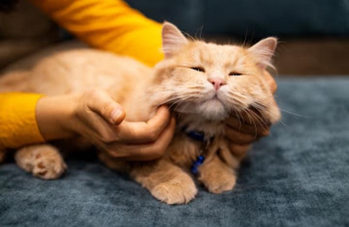 gato laranja recebendo carinho