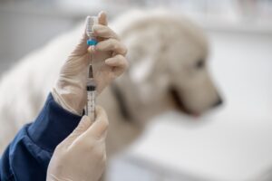 veterinário usando luva segura uma seringa, no fundo desfocado, um labrador branco 