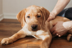 Filhote de labrador dourado deitado no chão de madeira marrom. 