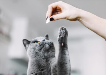 gato cinza pedindo petisco