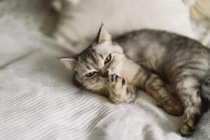 Gato cinza deitado em uma cama branca