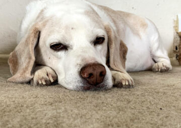labrador branco com expressão triste deitado no chão