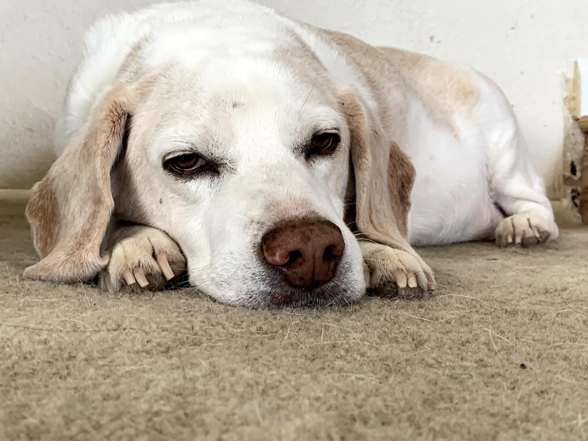 labrador branco com expressão triste deitado no chão