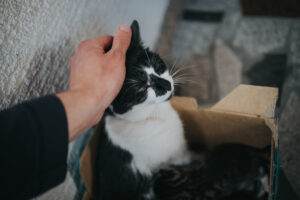 gato frajola recebendo carinho