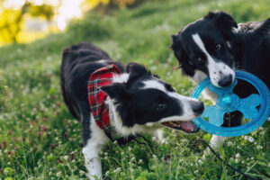 dois border collies brincando no gramado e disputando um brinquedo circular azul