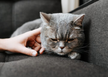 gato cinza com semblante triste recebendo carinho