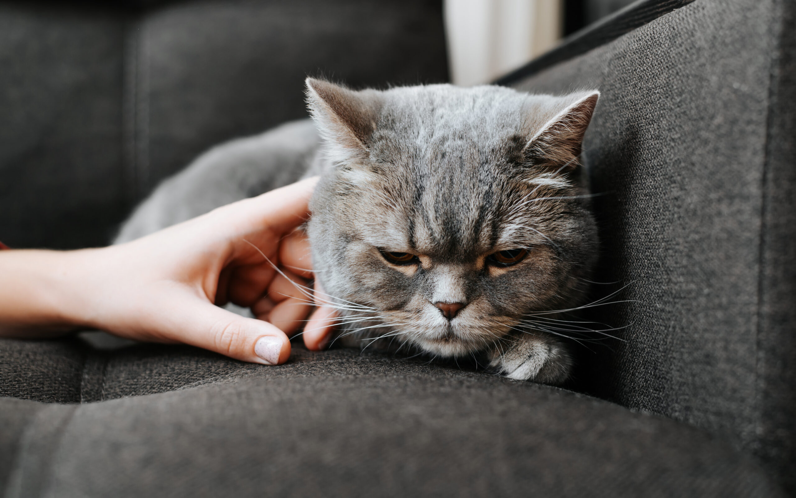 gato cinza com semblante triste recebendo carinho