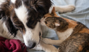 cão e gato interagindo 