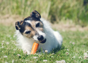 Cachorro deitado na grama comendo uma cenoura. 