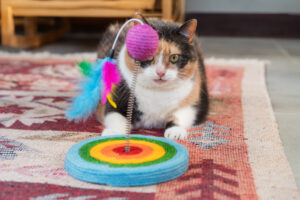 gato tricolor brincando com brinquedo colorido 