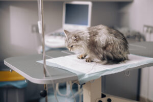 Gato cinza recebendo transfusão. 