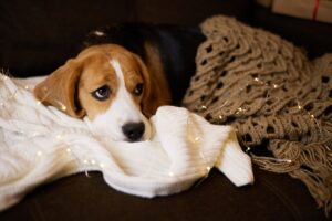 cachorro beagle deitado sobre uma manta branca