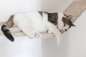 Gato branco e cinza deitra sobre uma ponte suspensa na parede. 