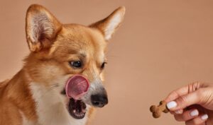 Cão da raça Corgi olhando para um biscoito e se lambendo.