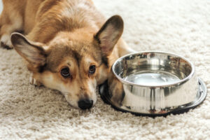 Corgi deitado ao lado de vasilha de água de metal.