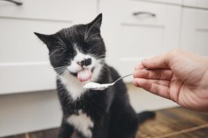gato frajola lambendo uma colher com os olhos cerrados