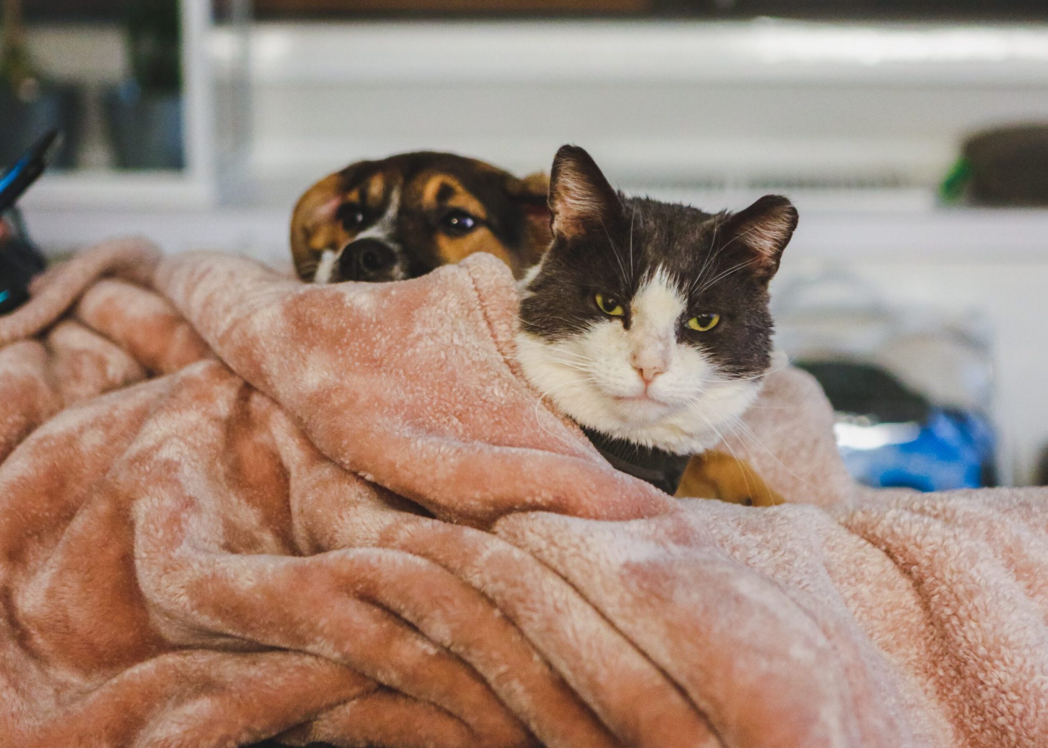 Cães e gatos sentem frio? Saiba como cuidar dos seus pest