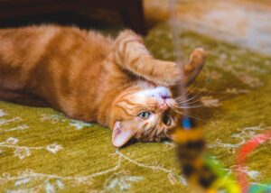 Gato laranja com brinquedo.