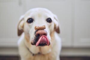 cachorro de pelagem curta e clara com um biscoito equilibrado sobre o fucinho, tentando alcançá-lo com a língua.
