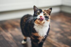 gato tricolor se lambendo 