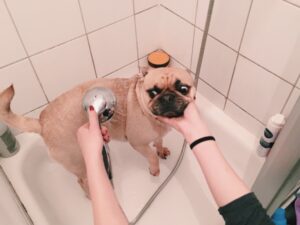 Pug tomando banho e olhando assustado para chuveiro.