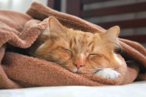 gato laranja enrolado em cobertor laranja