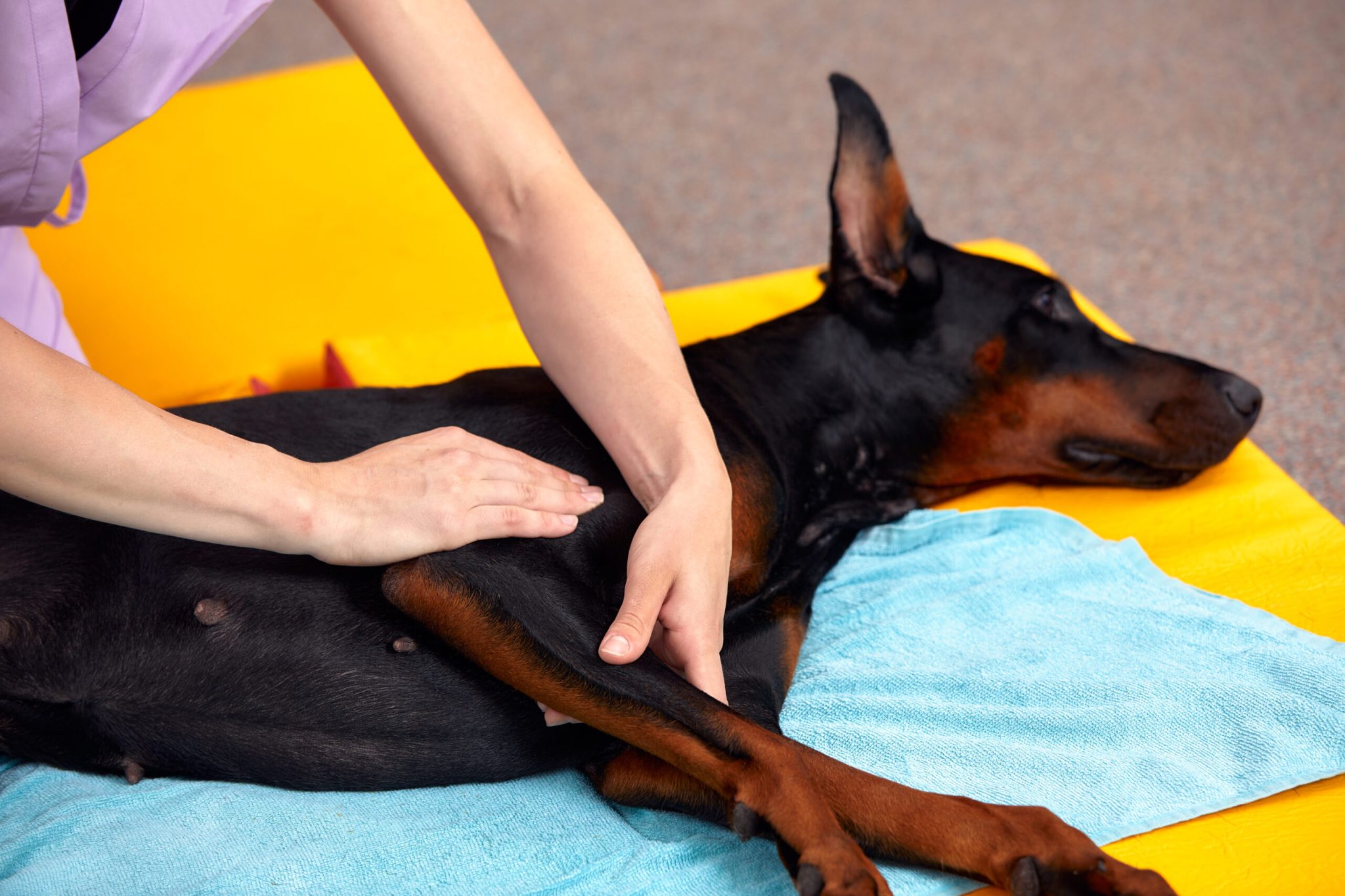 Doenças articulares: saiba como cuidar do seu pet!