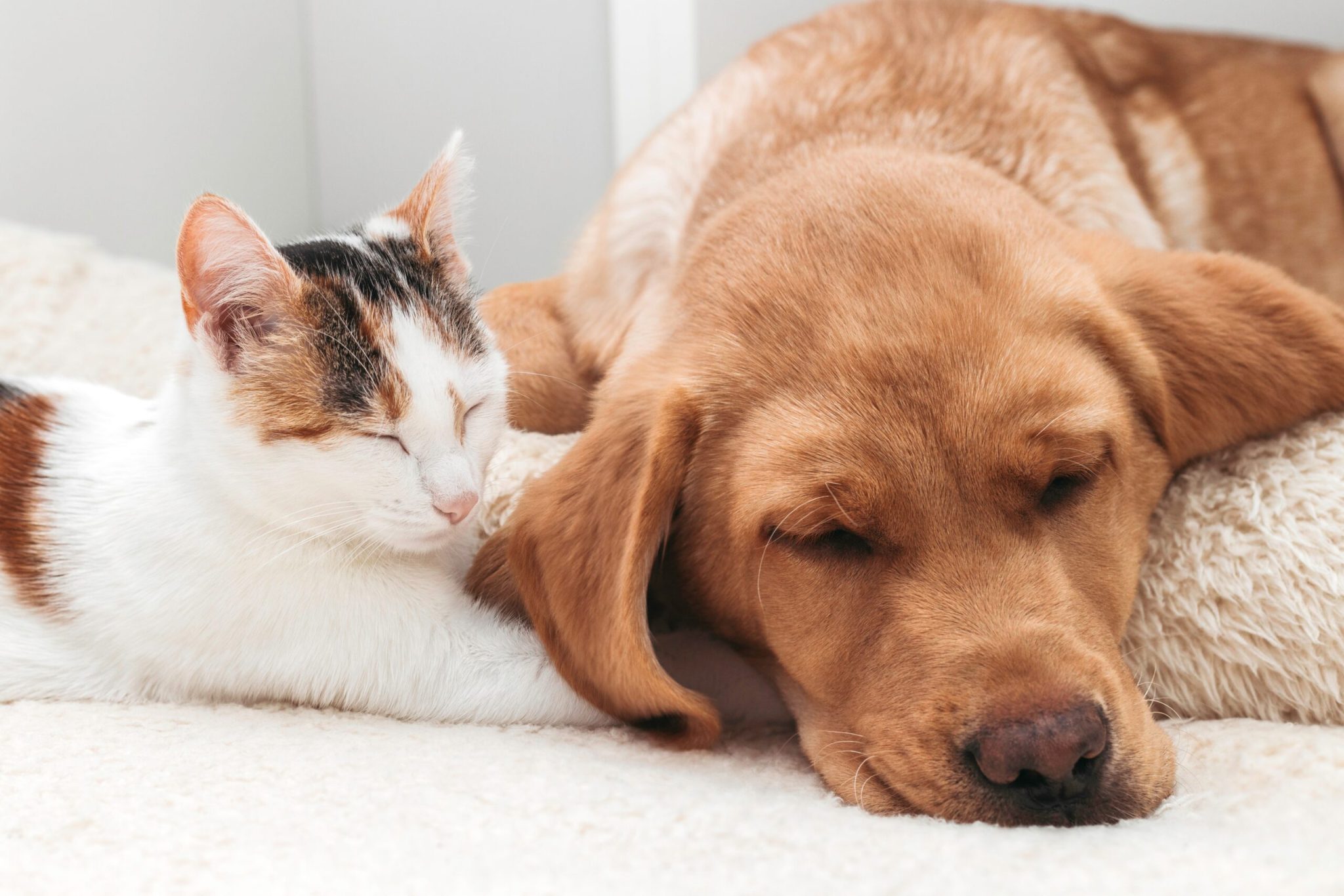 Você sabe como escolher um suplemento para o seu pet?